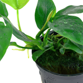 101 迷你小水榕 Anubias barteri var. nana